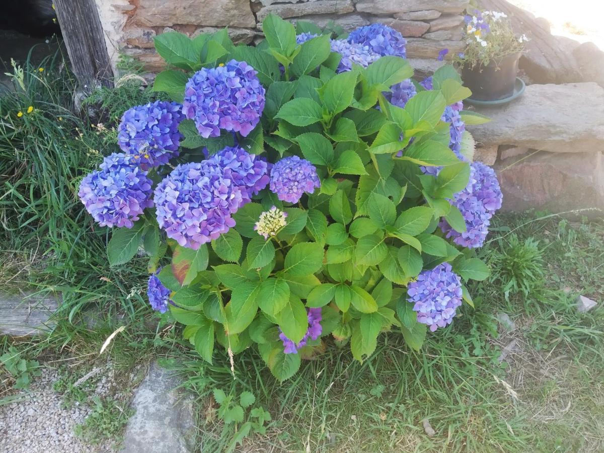 Apartamento Felicitas En La Casa De Cobos, Ribeira Sacra Puebla Del Brollon Exterior foto